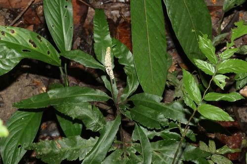 Helminthostachys zeylanica observed 2026-10-13