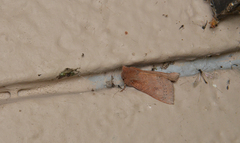 Orthosia transparens