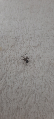 False Black Widow