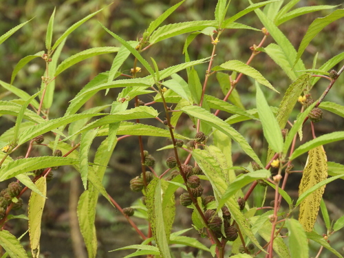 Corchorus capsularis observed 2026-10-14