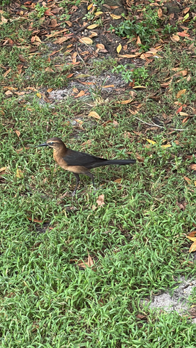 Boat-tailed Grackle