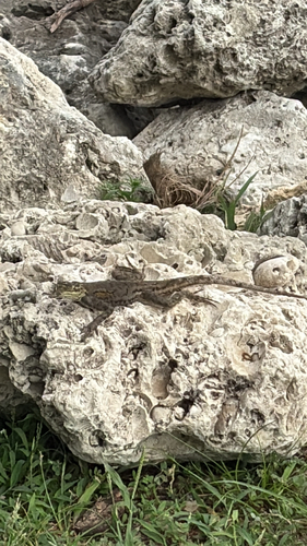 Peters's Rock Agama