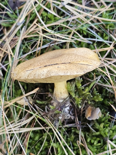 Velvet Bolete