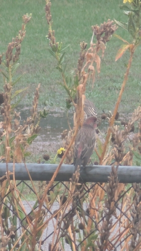House Finch