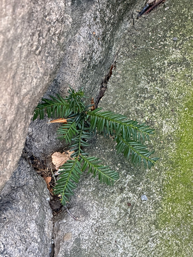 Taxus cuspidata observed 2026-10-14