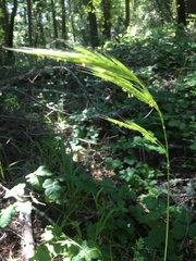 Bromus laevipes