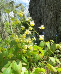 Epimedium