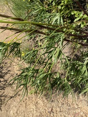 Delphinium cardinale