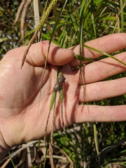 Carex emoryi