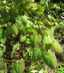 Epimedium
