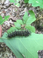 Hemileuca maia