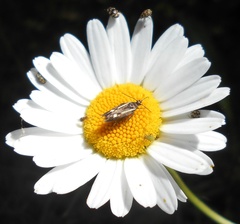 Scythris punctivittella