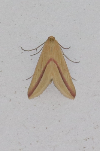 Vestal