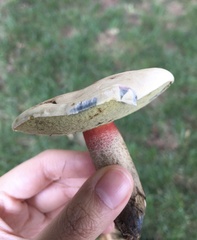 Caloboletus inedulis