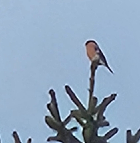 Eurasian Bullfinch
