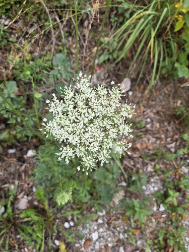 wild carrot