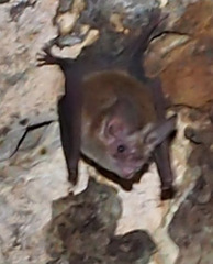 Macrotus waterhousii