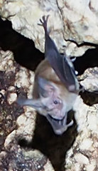 Macrotus waterhousii