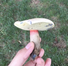 Caloboletus inedulis