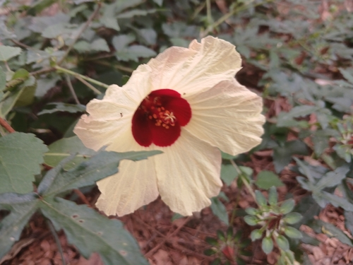 Hibiscus surattensis observed 2026-10-14