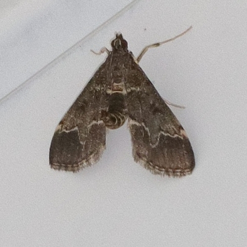 European Pepper Moth