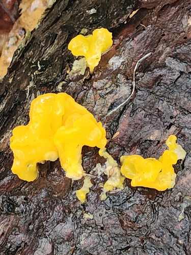 Dacrymyces