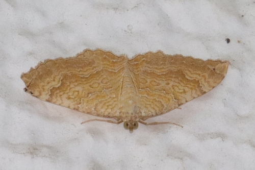 Yellow Shell Moth