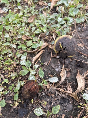 eastern black walnut