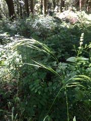 Bromus laevipes