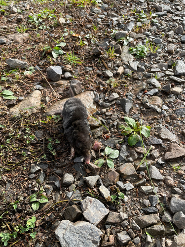 European Mole