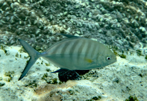 Carangoides ferdau observed 2026-10-11