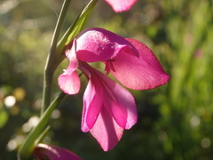 Gladiolus illyricus