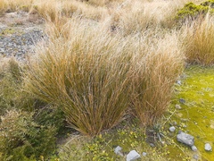 Chionochloa rubra