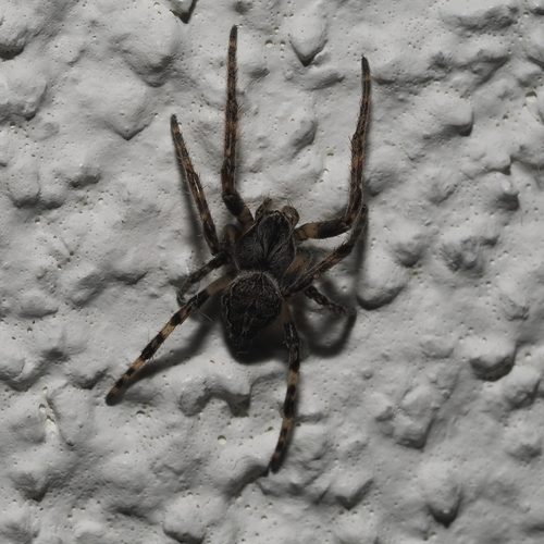 Grey Cross Spider