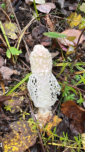 Skirted Stinkhorn