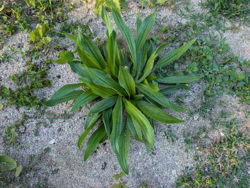 Plantago lanceolata observed 2026-10-12