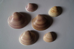 Eucallista purpurata