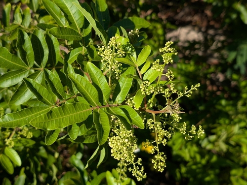 Schinus terebinthifolia observed 2026-10-12