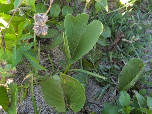 Ipomoea pes-caprae observed 2026-10-12