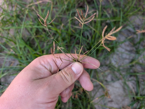 Cyperus rotundus observed 2026-10-12