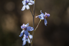 Delphinium parishii parishii