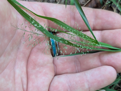 Eragrostis tenella observed 2026-10-12