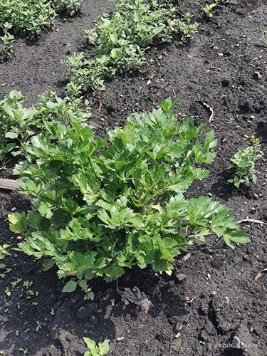 Apium graveolens observed 2026-10-12