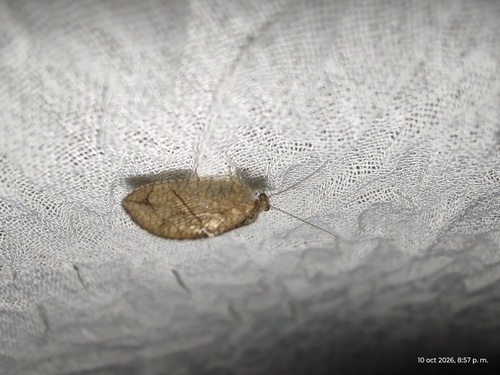 Crisopa parda