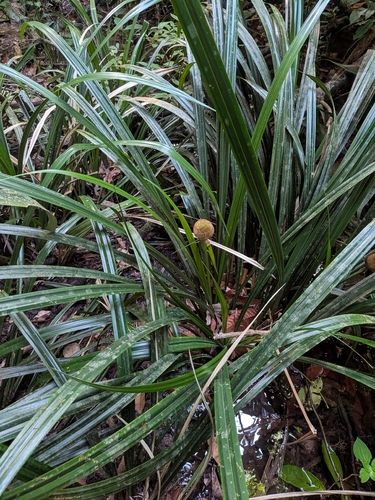 Thurnia sphaerocephala (Thurnia sphaerocephala)