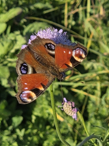 European Peacock Butterfly