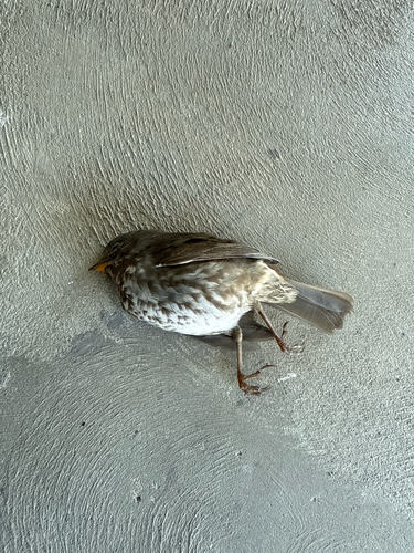 Fox Sparrow