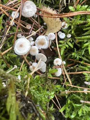 Collybia cirrhata, 2026-10-14