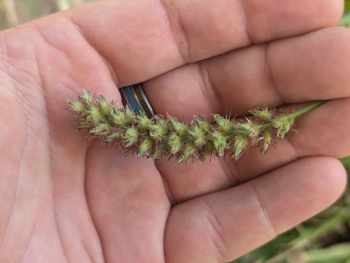 Cenchrus echinatus observed 2026-10-13