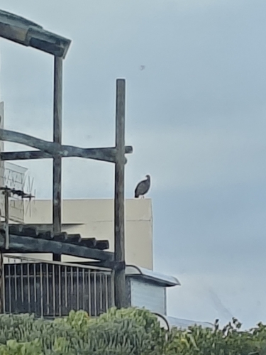 iNaturalist image